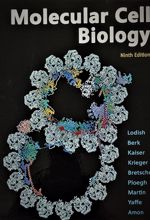 Molecular Cell Biology