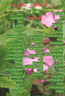 در آستانه‌ی شکوفه هستند