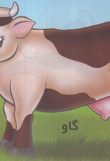 گاو