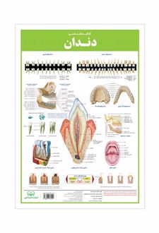 کالبدشناسی دندان