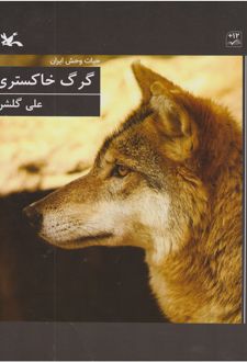 گرگ خاکستری