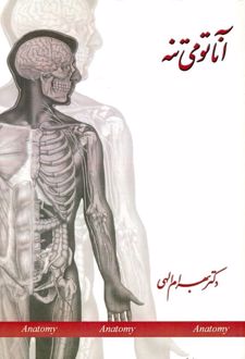 آناتومی تنه