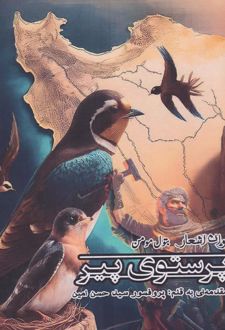 پرستوی پیر