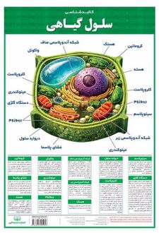 پوستر وایت بردی کالبد شناسی سلول گیاهی