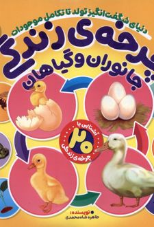 چرخه‌ی زندگی