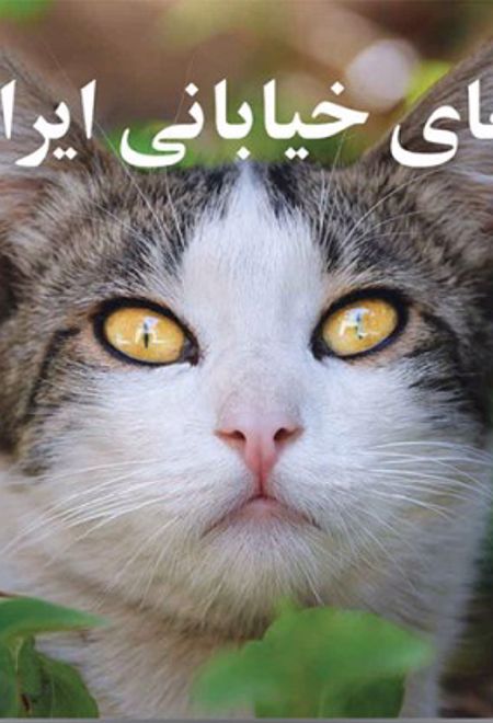 گربه های خیابانی ایران من